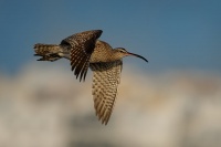 Koliha mala - Numenius phaeopus - Whimbrel o9185